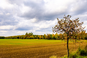 Wall Mural - Tree by field in Autumn