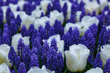 Flowerbed With Tulips And Hyacinths
