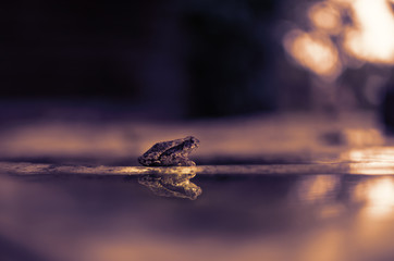 Wall Mural - Small toad with reflection in water during moody sunset.  Great animal conservation or natural background graphic.