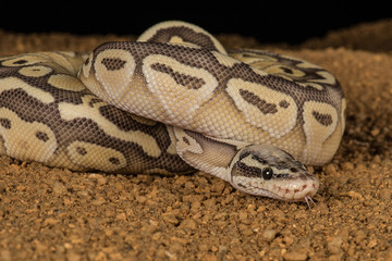 Poster - A super pastel python coiled with its head emerging and its tongue sticking out of its mouth