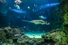 Large Sawfish And Other Fishes Swimming In A Large Aquarium