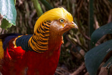 Golden Pheasant Close-up