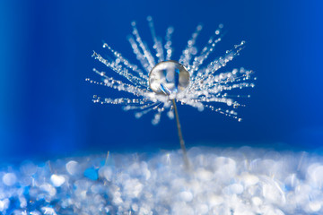 dandelion abstract background. shallow depth of field.