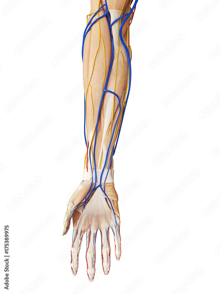 3d rendered medically accurate illustration of the arm anatomy Stock ...