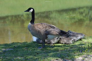 Wall Mural - Geese at the pond