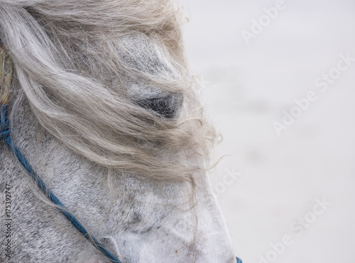 Fotografie, Obraz Grey horse head detail with blowing mane
