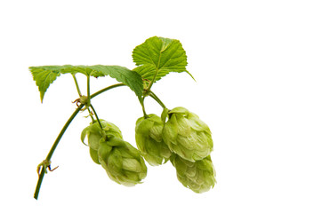 Poster - branch with cones hops isolated