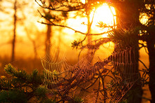 Cobwebs At Sunset In A Pine Forest