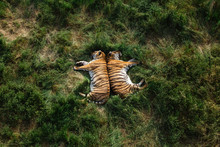 Two Adult Tigers Nestled Together While Napping