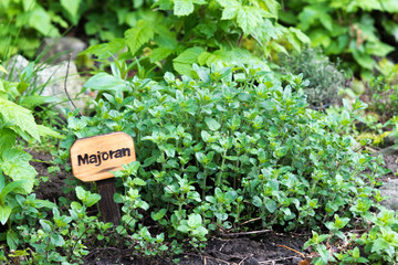 Wall Mural - marjoram beet with label