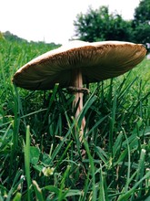 Wild Mushroom Fungus In A Field Of Green Grass