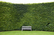 © leeavison/Stocksy - wooden garden bench on a lawn and beech hedge