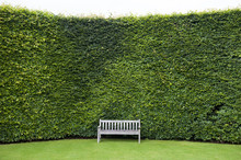 Wooden Garden Bench On A Lawn And Beech Hedge