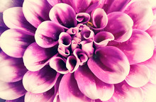 Close Up Of Pink And Purple Aster Or Pink Dahlia Flower With Rain Drops On Petals In Vintage Style  