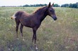 © butus - Коричневый жеребёнок стоит в траве в зелёном поле