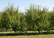 Dwarf apple trees at the edge of an orchard