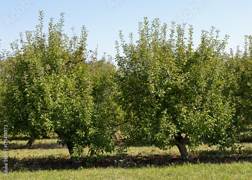 pruning dwarf apple trees, Clarkston GA