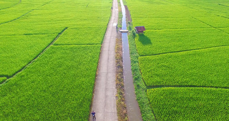 Wall Mural - Image of beautiful Terraced rice field in water season and Irrigation from drone,Top view of rices paddy field,nan,thailand