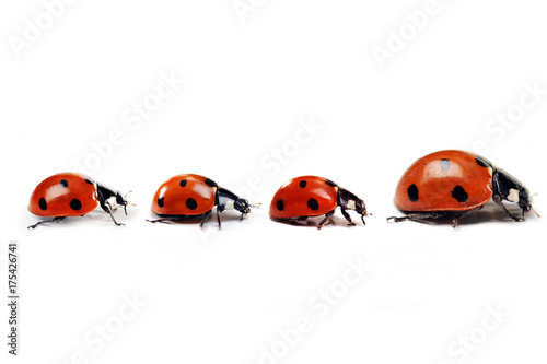 Mother ladybug with three kids Tableau sur Toile