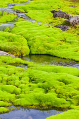 Canvas Print - Iceland Small River Stream with green moss