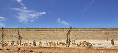 Plakat Panorama żyraf, Oryks-Gemsbok i Impala w tętniącym życiem wodopoju w Etosha