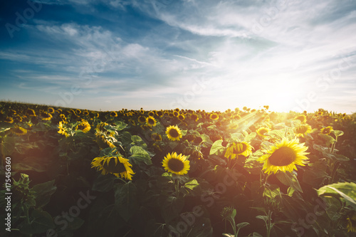 Sunflowers in the field