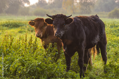 young bulls in the morning light on the pasture Poster