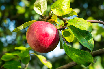 Canvas Print - Ripe red apple growing on tree