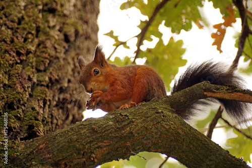 Plakat Czerwona wiewiórka na drzewie podczas gdy jedzący dokrętki