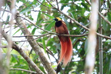 Raggiana Bird-of-paradise (Paradisaea Raggiana) In Varirata National Park, Papua New Guinea