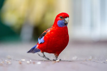 A Wild Rosella Parrot Eating Seed