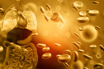 Wall Mural - Human digestive system with blood cells. 3d illustration