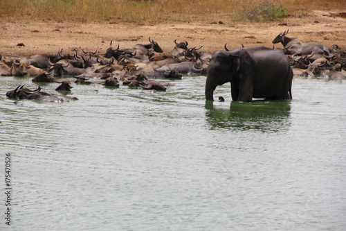 Zdjęcie XXL Safari Sri Lanka
