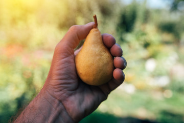 Wall Mural - Farmer examining pear fruit grown in organic garden