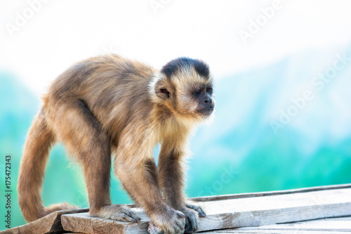 Fotografija Capuchin monkey looks into the distance. Wild nature.