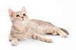 © Dixi_ - British cat kitten (isolated on white)