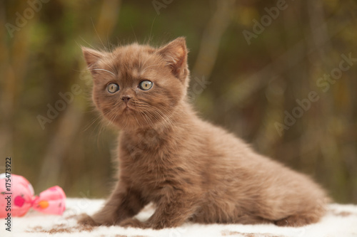 British Short Hair Chocolate Kitten 1 5 Months Old Buy This