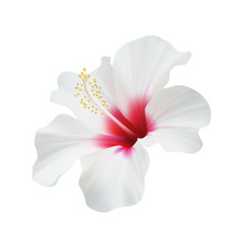 Realistic Hibiscus. The Symbol Of Rare Elegant Beauty.