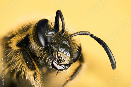 Zdjęcie XXL Focus Stacking - Small Scabious Mining-bee, pszczoła górnicza, Pszczoła, Andrena marginata