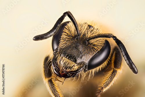 Plakat Focus Stacking - Small Scabious Mining-bee, pszczoła górnicza, Pszczoła, Andrena marginata