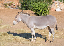 Somali Wild Ass (Equus Africanus Somaliensis) A Critically Endangered Species Found In Somalia, Eritrea, And Ethiopia.