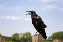 Cawing Carrion Crow