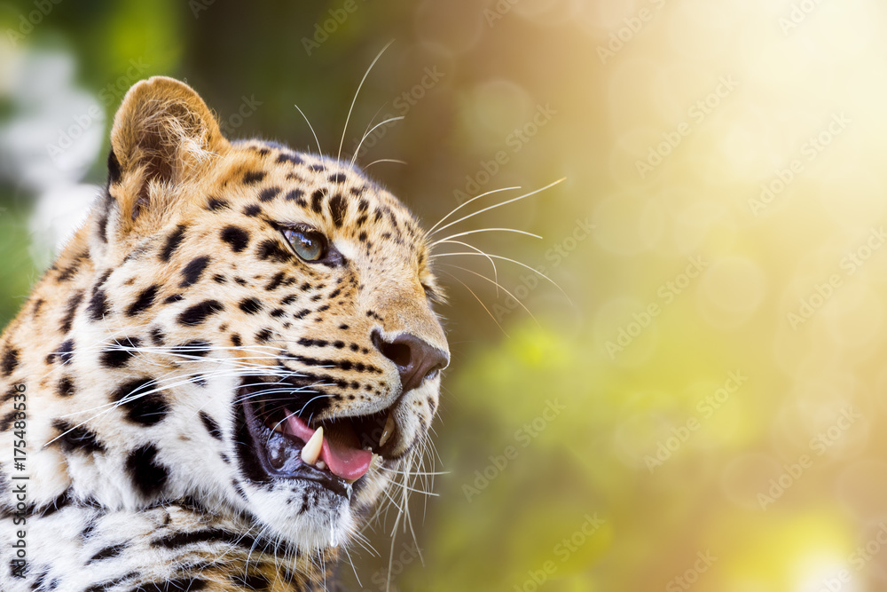 Leopard in sunlight - obrazy, fototapety, plakaty 