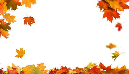 Wall Mural - autumn leaves