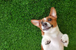 © ulkas - Crazy smiling dog lying on green gras