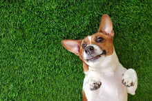 Crazy Smiling Dog Lying On Green Gras