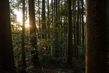 Wide Angle Detail Of Sunlight Streaming Through The Underbrush And Leaves Of A Dark, Temperate Forest At Sunset. Nobeoka, Kyushu, Japan. Travel And Environment Concept.