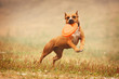 A dog Staffordshire Terrier runs after a frisbee in the field