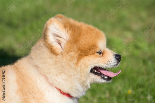 Petit Chien Spitz Nain Avec Un Collier Rouge Stock Photo Adobe Stock Petit Chien Spitz Nain Avec Un Collier Rouge Stock Photo Adobe Stock