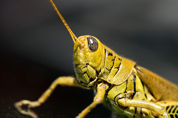 Grasshopper